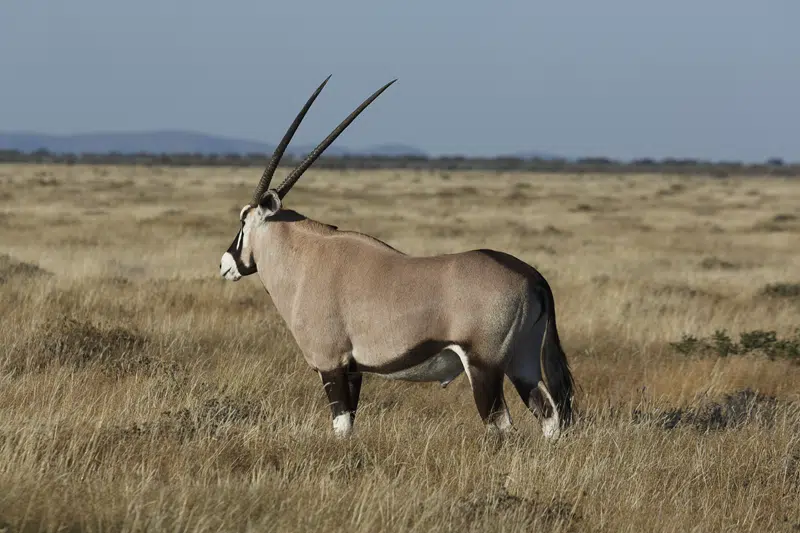 gemsbok for sale texas