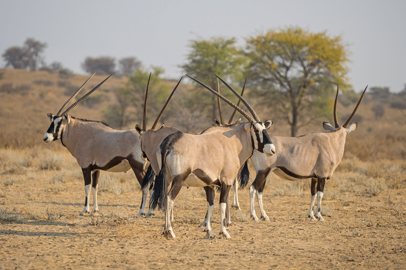gemsbok hunts texas
