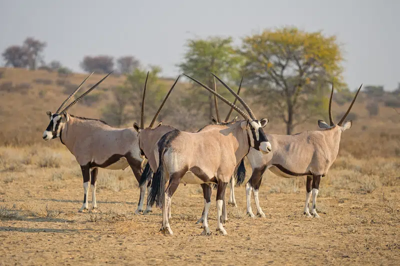 gemsbok hunts texas