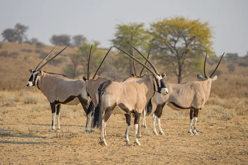 gemsbok hunts texas