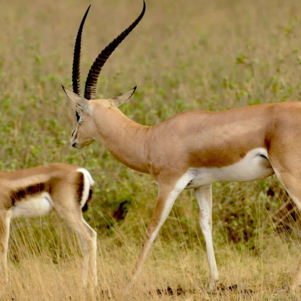 grants-gazelle-for-sale-in-texas Grants Gazelle for Sale in Fredericksburg Texas