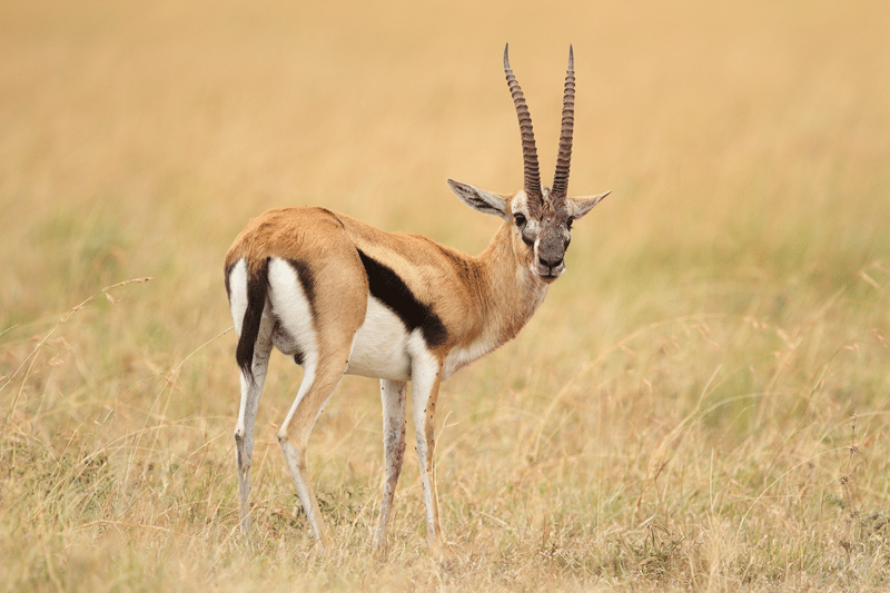 grants gazelle hunting packages
