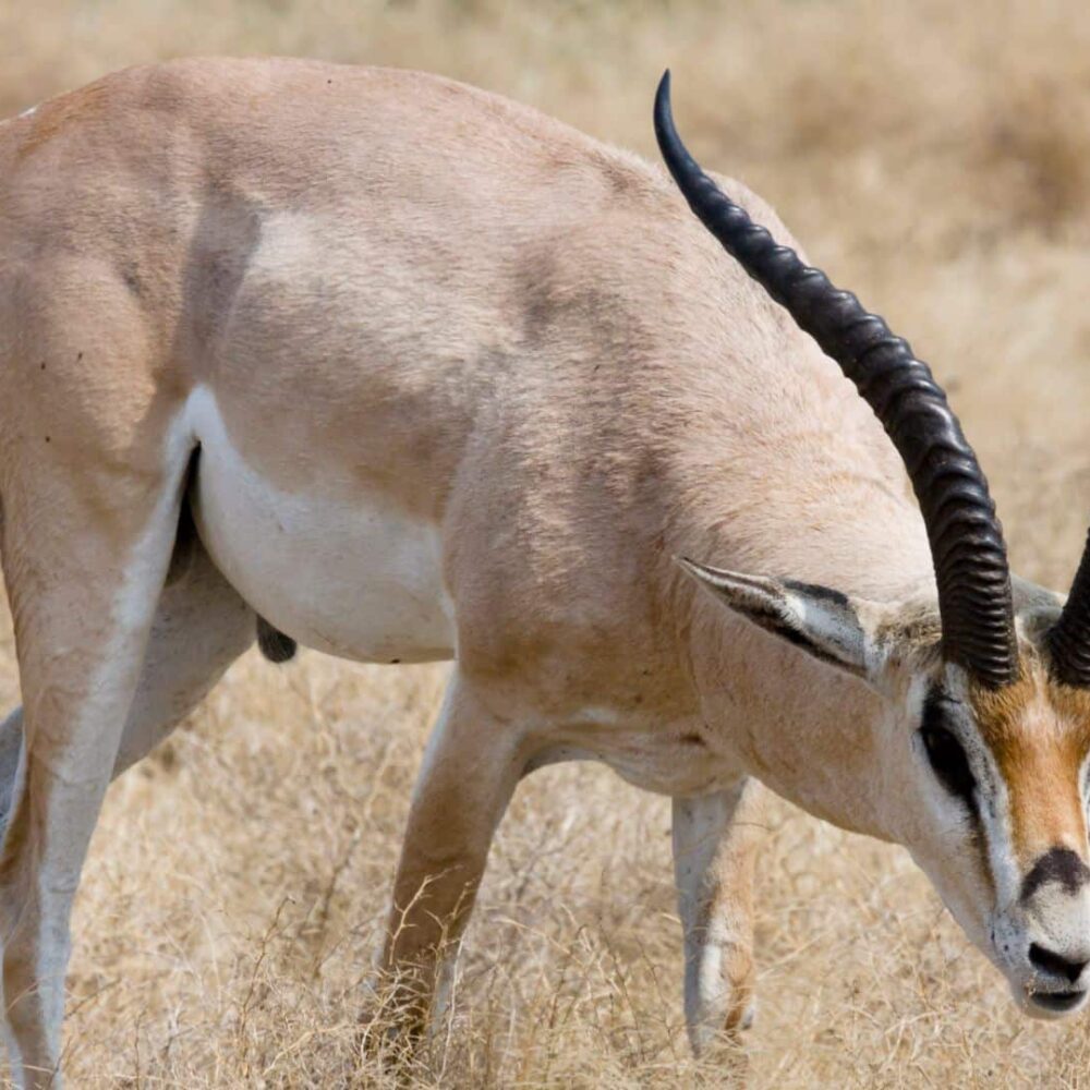 grants-gazelle-in-fredericksburg-texas Grants Gazelle for Sale in Fredericksburg Texas