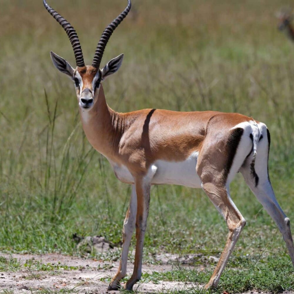 grants-gazelle-sale-in-fredericksburg-texas (1) Hunt Grants Gazelle in Fredericksburg Texas