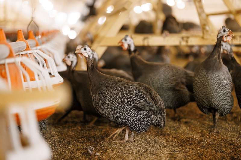 guinea hen auction in fredericksburg texas