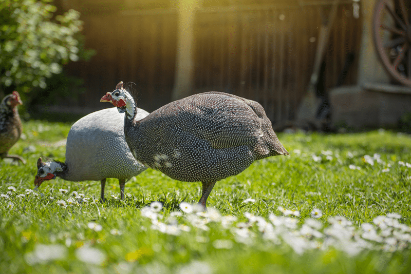 guinea hen petting zoo in fredericksburg texas
