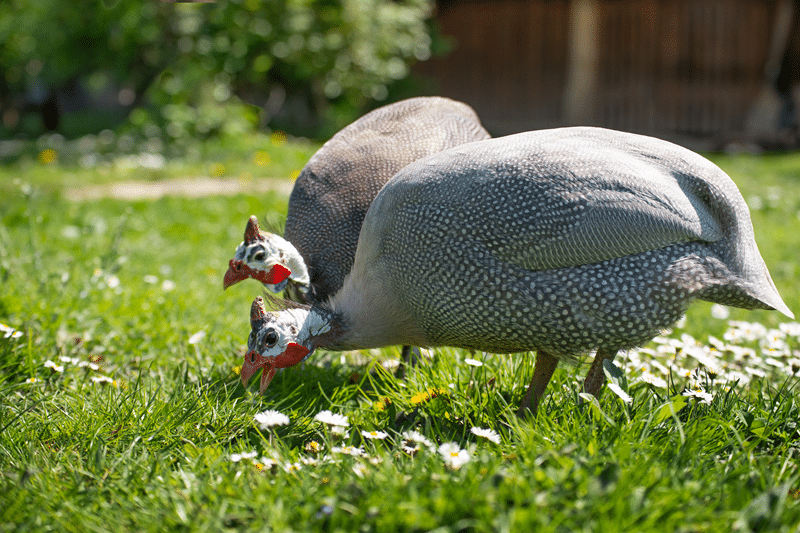 guinea hens for sale in fredericksburg texas