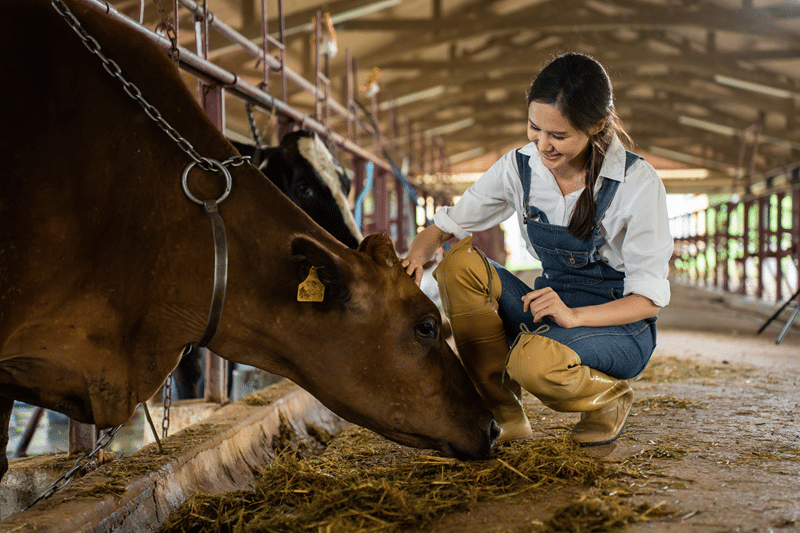 heifer no kill sanctuary in fredericksburg texas