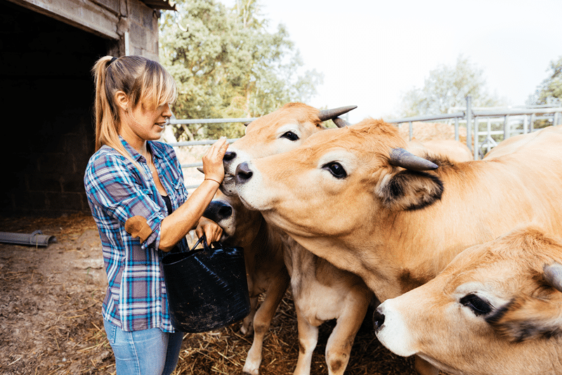 heifer petting zoo in fredericksburg texas