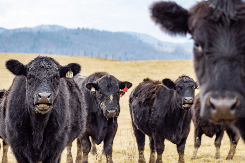 heifers for sale in fredericksburg texas