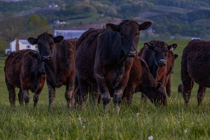 heifers