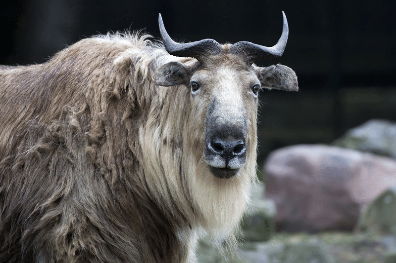 himalayan tahr for sale in fredericksburg texas