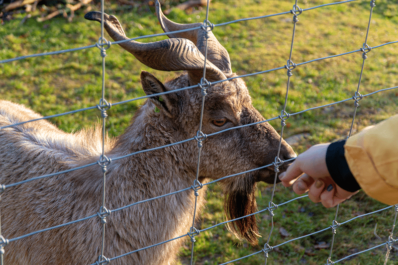 himalayan tahr petting zoo in fredericksburg texas