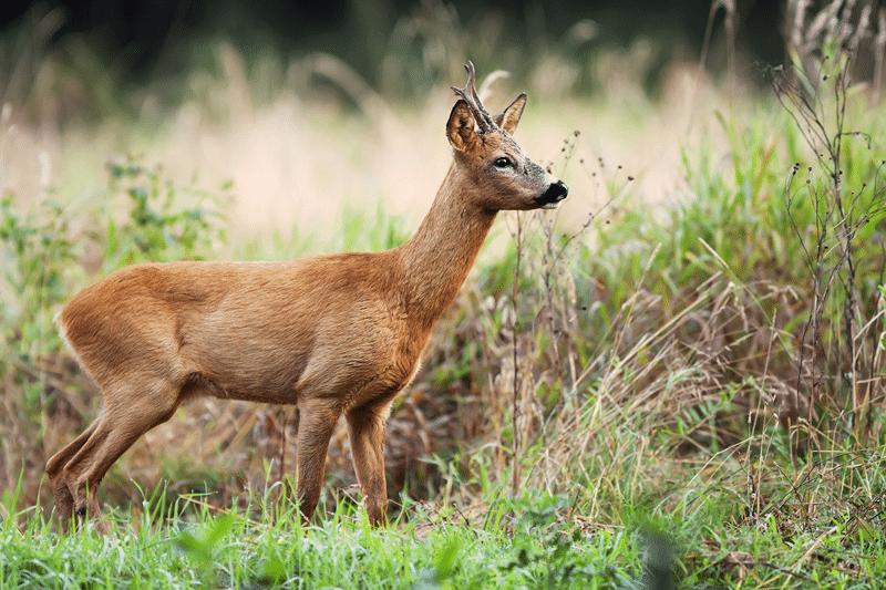 hog deer for sale in fredericksburg texas