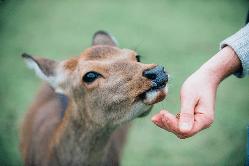 hog deer petting zoo in fredericksburg texas