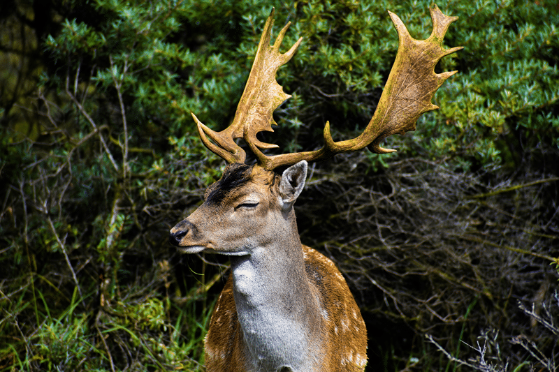 hunt fallow deer in fredericksburg texas