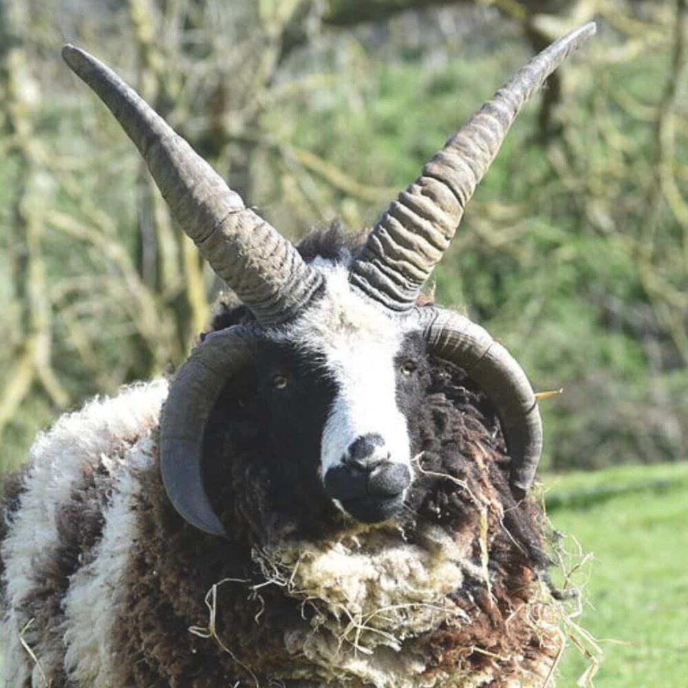 hunt-four-horned-jacob-sheep-in-fredericksburg-texas Hunt Four Horned Jacob Sheep in Fredericksburg Texas