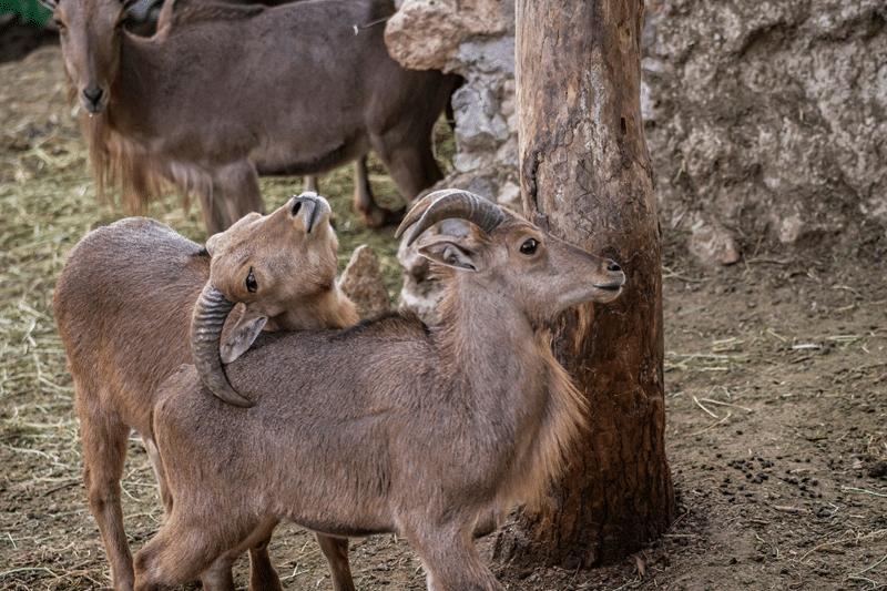 hunt himalayan tahr in fredericksburg texas