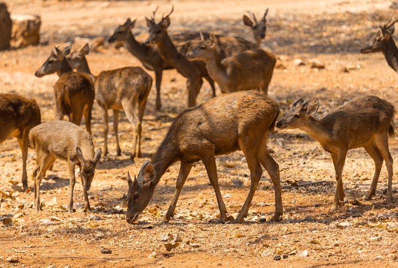 hunt hog deer in fredericksburg texas