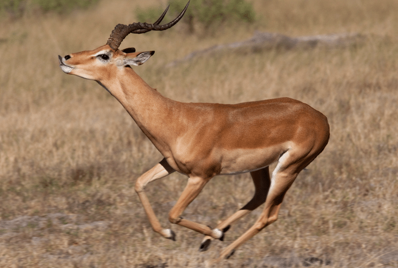 hunt impala in fredericksburg texas