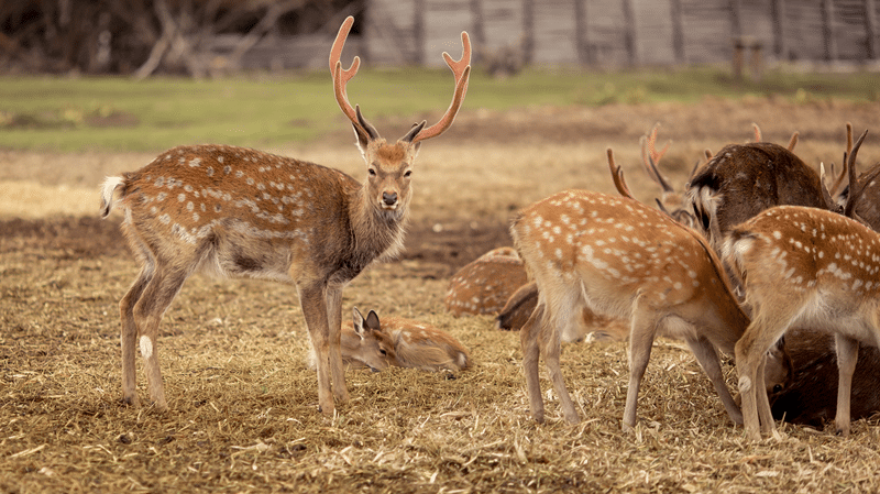 hunt manchurian sika in fredericksburg texas