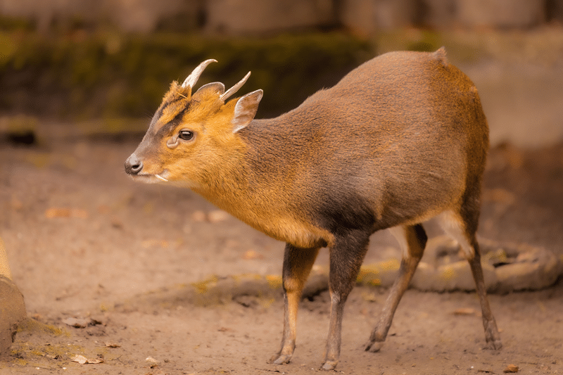 hunt muntjac deer in fredericksburg texas