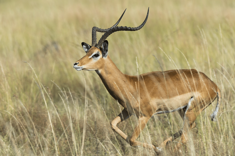 hunt nile lechwe in fredericksburg texas
