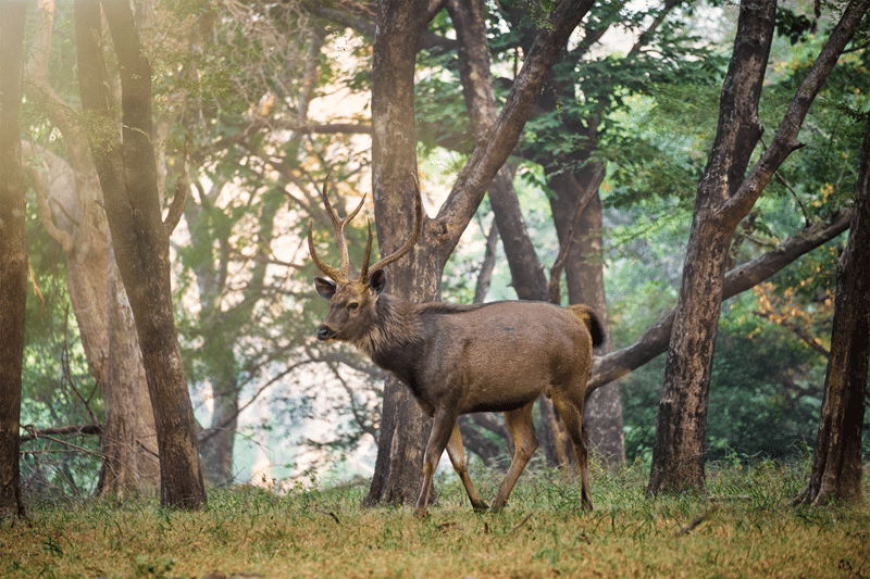hunt nilgai in fredericksburg texas