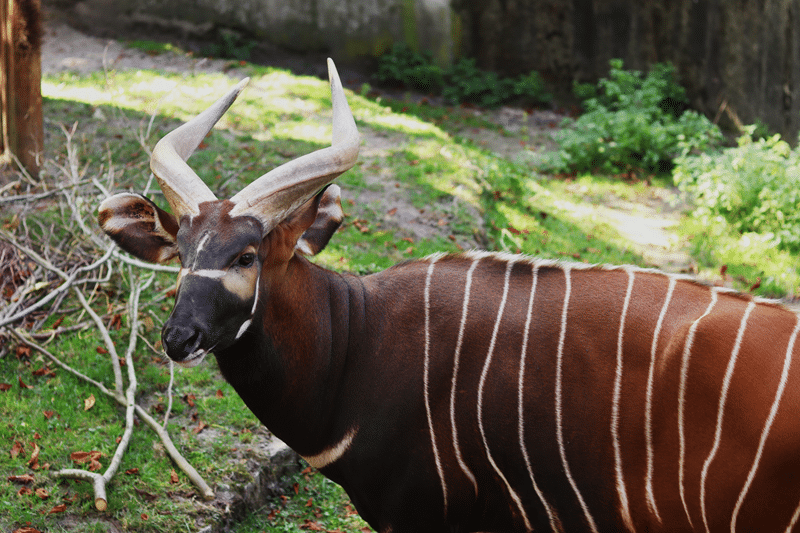 hunt nyala in fredericksburg texas