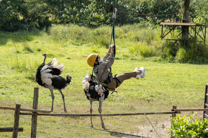 hunt ostrich in fredericksburg texas