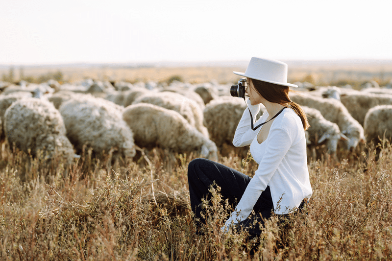 hunt painted desert sheep in fredericksburg texas