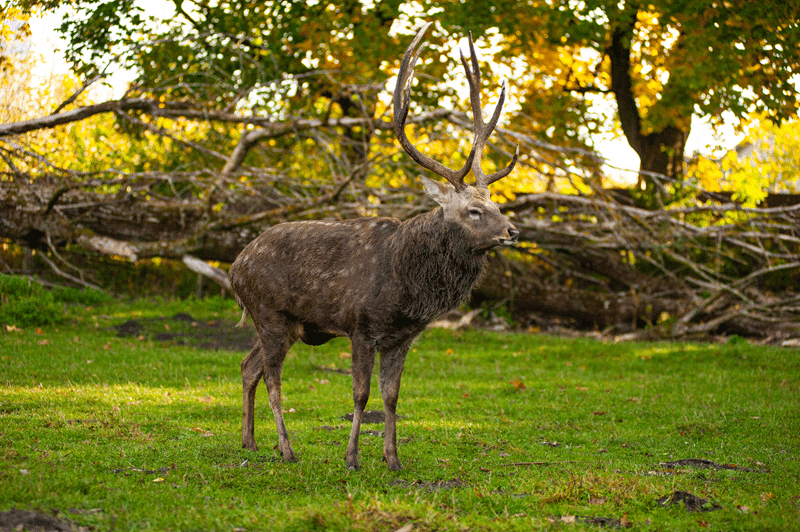 hunt père david’s deer in fredericksburg texas