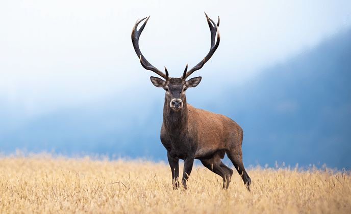 hunt red deer in fredericksburg texas