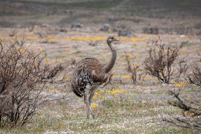 hunt rhea in fredericksburg texas
