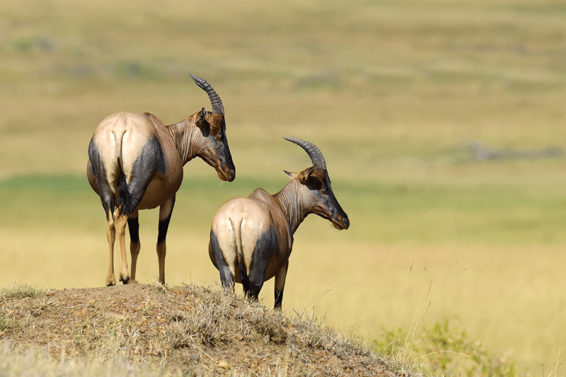 hunt roan with confidence in hill country