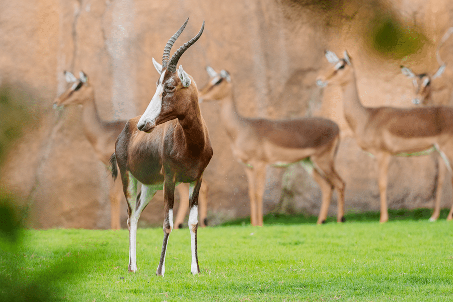 hunt scimitar oryx in fredericksburg texas