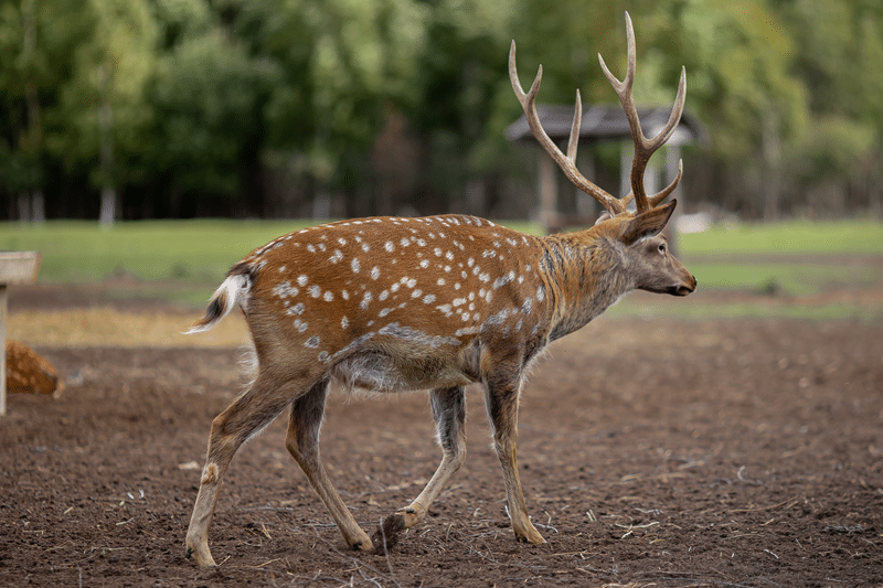 hunt sika deer in fredericksburg texas