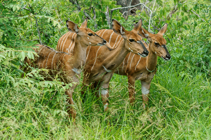 hunt sitatunga in fredericksburg texas