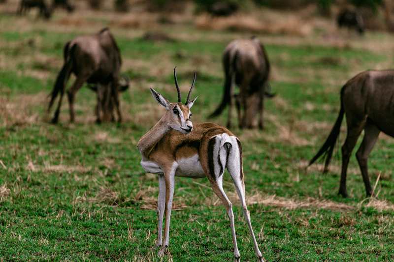 hunt springbok in fredericksburg texas
