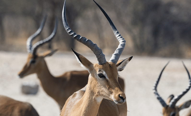 impala for sale in fredericksburg texas