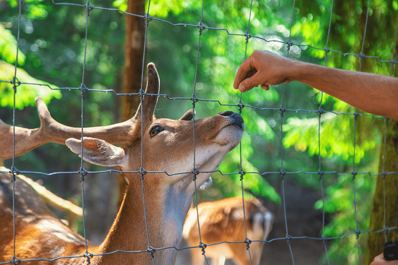 impala petting zoo in fredericksburg texas