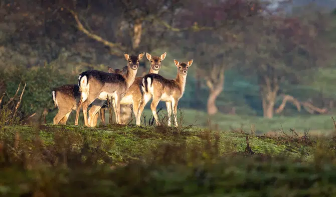 indian blackbuck hunts in texas