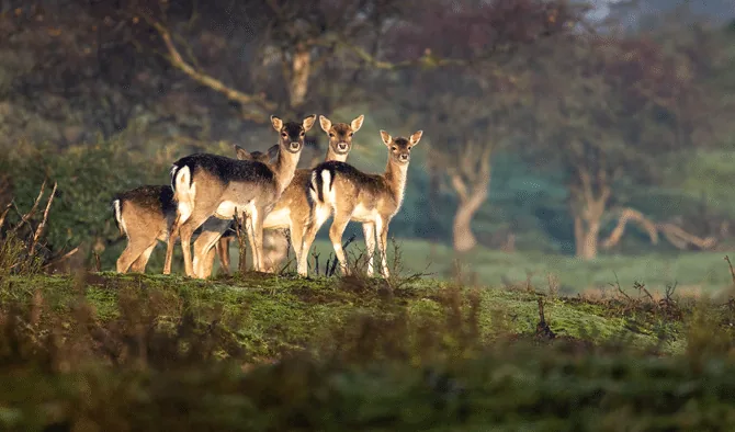 indian blackbuck hunts in texas