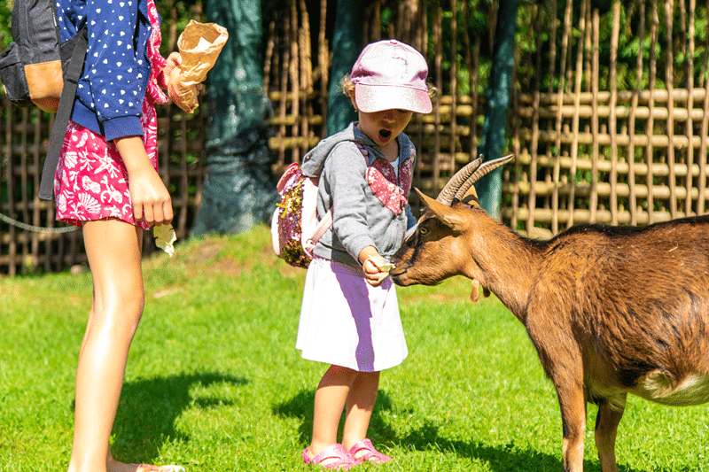 indian blackbuck petting zoo in fredericksburg texas