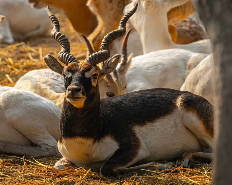 indian blackbucks