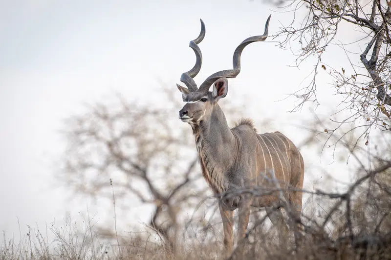 kudu for sale texas