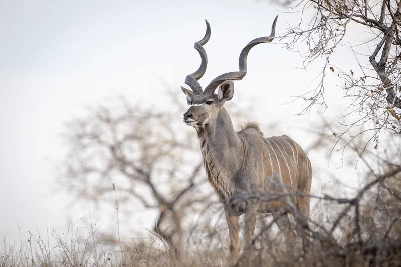 kudu for sale texas