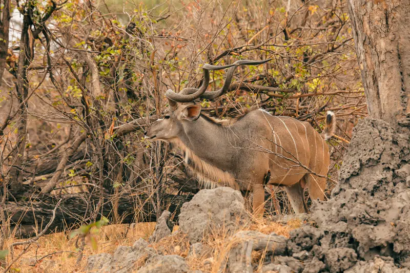 kudu hunts in texas