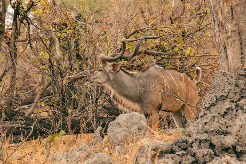 kudu hunts in texas