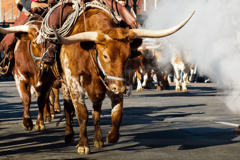 longhorn auction in fredericksburg texas